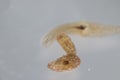 Planarian parasite flatworm under microscope view. Royalty Free Stock Photo