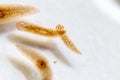 Planarian parasite flatworm under microscope view.