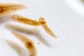 Planarian parasite flatworm under microscope view. Royalty Free Stock Photo
