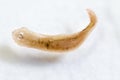 Planarian parasite flatworm under microscope view. Royalty Free Stock Photo