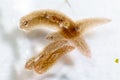 Planarian parasite flatworm under microscope view. Royalty Free Stock Photo