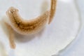 Planarian parasite flatworm under microscope view. Royalty Free Stock Photo