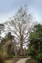 Plane in the dendrological park `Southern Cultures` in Sochi city, Russia Royalty Free Stock Photo