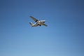 The plane hovering in the blue sky. Royalty Free Stock Photo