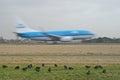 Plane is landing while birds are eating at the strip Royalty Free Stock Photo