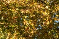 Plane leaf, maple deciduous tree with fresh and dry falling foliage, autumn flora background