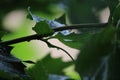 Plane leaves in backlight wet by rain