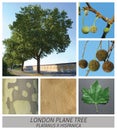 Plane, maple, platanus, hispanica, London Plane Tree, London Plane, Hybrid Plane