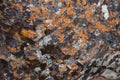 Plane of multicolored boulder. Beautiful rock surface close up. Colorful textured stone. Amazing detailed background of highlands Royalty Free Stock Photo