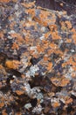 Plane of multicolored boulder. Beautiful rock surface close up. Colorful textured stone. Amazing detailed background of highlands Royalty Free Stock Photo