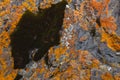 Plane of multicolored boulder. Beautiful rock surface close up. Colorful textured stone. Amazing detailed background of highlands Royalty Free Stock Photo