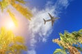Plane passing palm trees tops with blue sky on the background Royalty Free Stock Photo