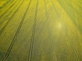 Aerial photo of yellow oilseed rape field Royalty Free Stock Photo