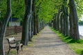 plane tree alley in Balatonfoldvar next to lake Balaton in Hungary with a bench