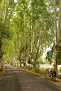 Plane tree alley with bicycle, Provence Royalty Free Stock Photo