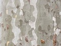 Plane tree bark creating natural camouflage pattern texture Royalty Free Stock Photo