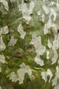 Plane tree bark detail Royalty Free Stock Photo