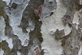 Plane tree bark natural background in grey colors Royalty Free Stock Photo