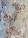 Plane Tree Bark, Natural Camouflage Pattern