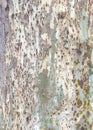 Plane tree bark peeling showing camouflage pattern Royalty Free Stock Photo