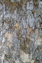 Plane tree bark platanus full frame background Royalty Free Stock Photo
