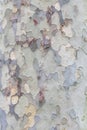 Plane tree bark texture Royalty Free Stock Photo