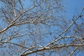 PLANE TREE BRANCHES AGAINST BLUE SKY Royalty Free Stock Photo