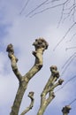 Plane tree branches over blue sky. Platanus Royalty Free Stock Photo