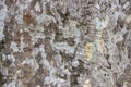 Plane tree closeup, platanus acerifolia background 2 Royalty Free Stock Photo