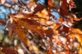 Close up view of plane tree dry leaf in autumn background Royalty Free Stock Photo