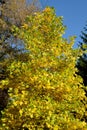 Plane tree east (Platanus orientalis L.) in the fall