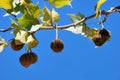 Plane Tree Fruit Royalty Free Stock Photo