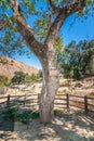 The plane tree of Gortys, archaeological site on island of Crete Royalty Free Stock Photo