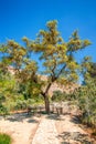 The plane tree of Gortys, archaeological site on island of Crete Royalty Free Stock Photo