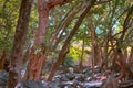 Plane-tree grove, perhaps Platanus kerrii, Royalty Free Stock Photo