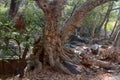 Plane-tree grove, perhaps Platanus kerrii