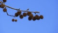 Plane tree hedgehog fruit, hanging on branch, with buds in spring Royalty Free Stock Photo