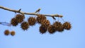 Plane tree hedgehog fruit, hanging on branch, with buds in spring Royalty Free Stock Photo