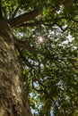 Plane tree in Jardin des plantes in Paris Royalty Free Stock Photo