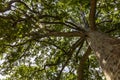 Plane tree in Jardin des plantes in Paris Royalty Free Stock Photo