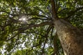 Plane tree in Jardin des plantes in Paris Royalty Free Stock Photo