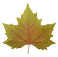 Plane tree leaf Royalty Free Stock Photo