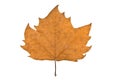 Plane-tree leaf Royalty Free Stock Photo