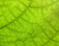 Plane tree leaf close up Royalty Free Stock Photo