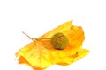 Plane tree, leaf, and fruit against a white background Royalty Free Stock Photo