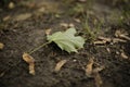 A plane tree leaf on the ground detail Royalty Free Stock Photo