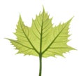 Plane tree leaf Royalty Free Stock Photo