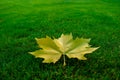 Plane tree leaf on lawn Royalty Free Stock Photo