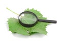 Plane tree leaf and magnifier Royalty Free Stock Photo
