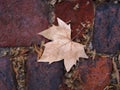 PLANE TREE LEAF AND SEED TUFTS Royalty Free Stock Photo